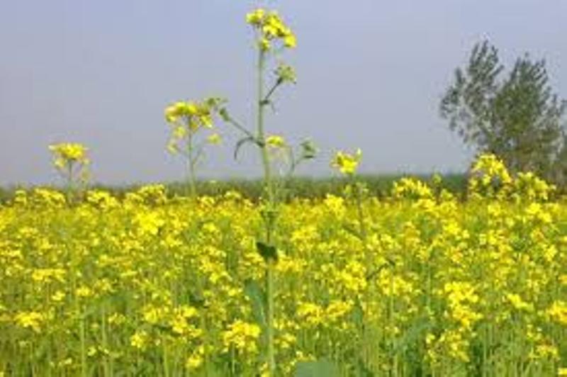 mustard