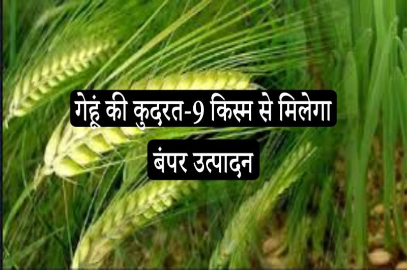 ग ह क क दरत 9 क स म स म ल ग प रत एकड 30 क व टल क उत प दन पढ ए ब व ई क प र तर क