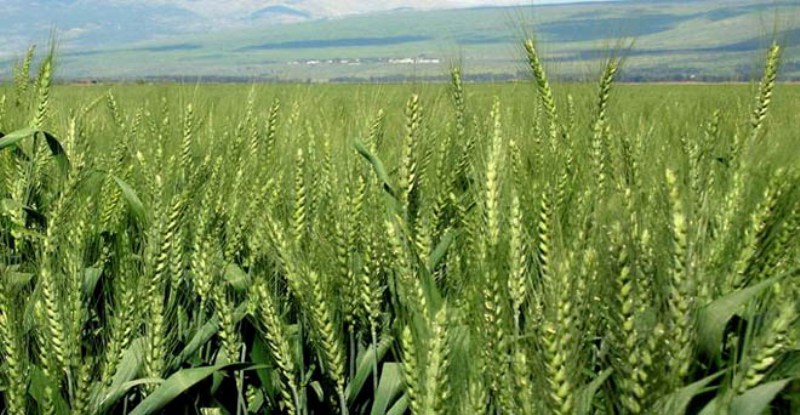 wheat