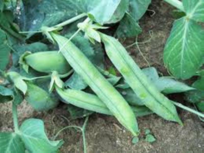 pea