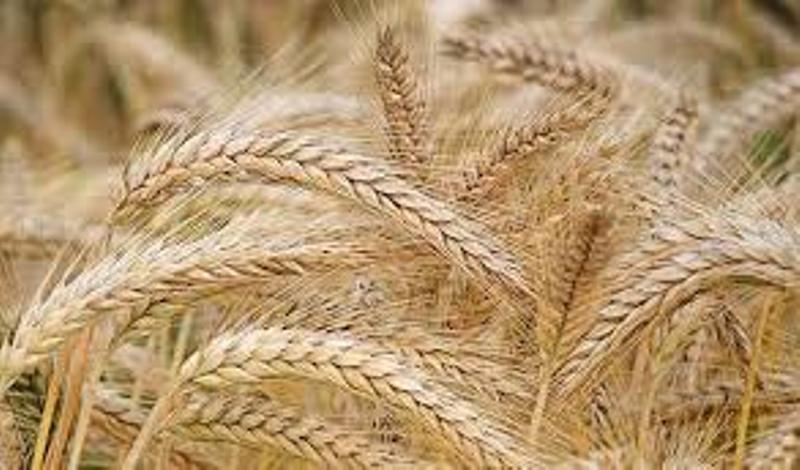 wheat