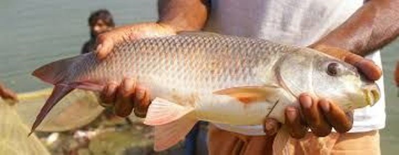 fish
