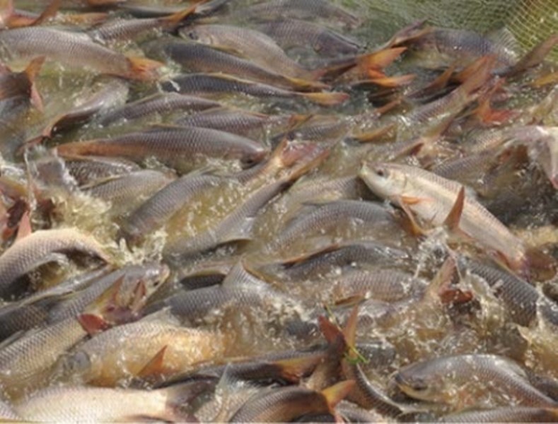 fish