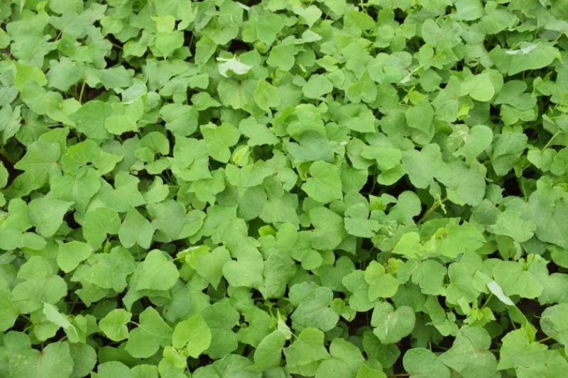 kuttu farming