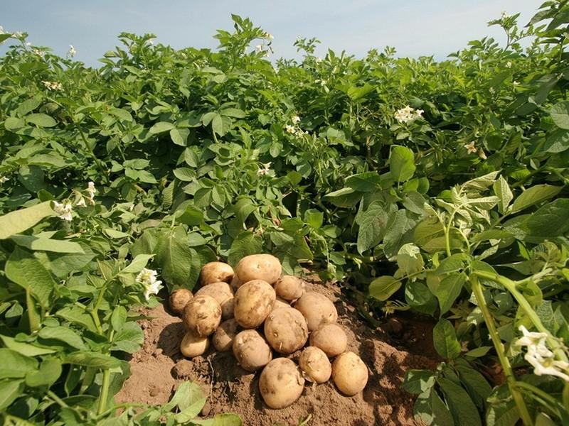 potato