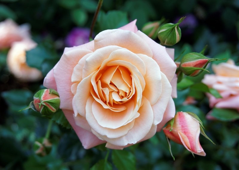 Rose