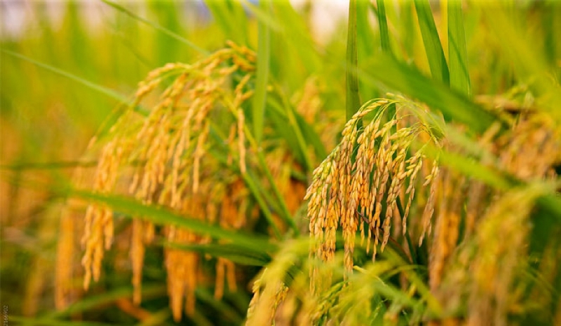 kharif