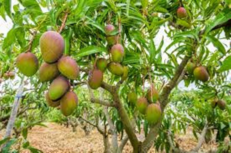 mango