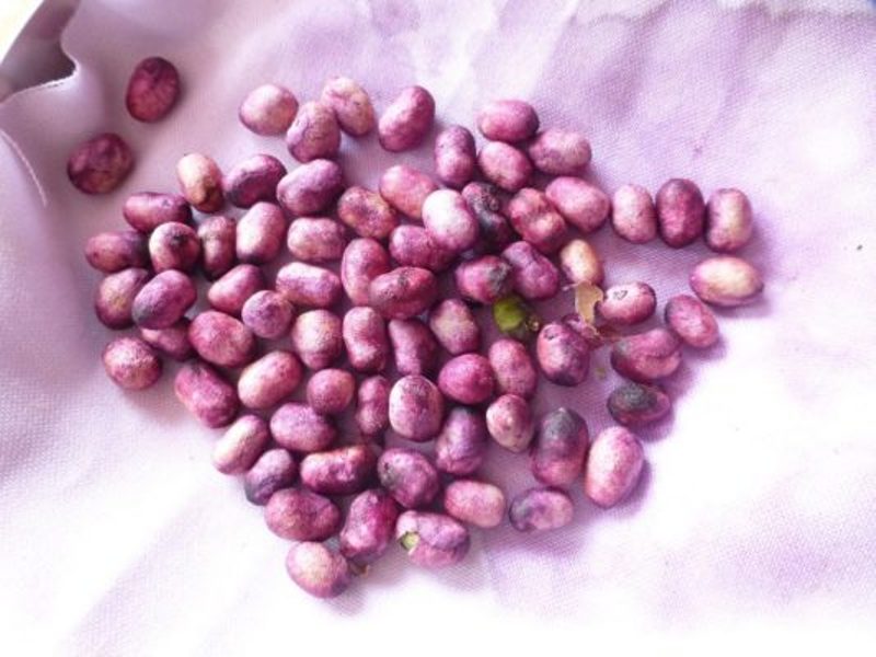 jamun