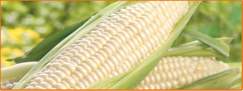 maize