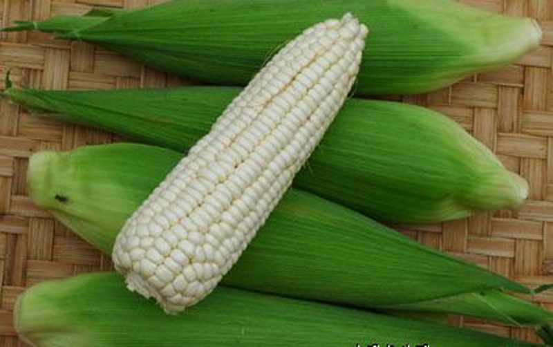 white maize