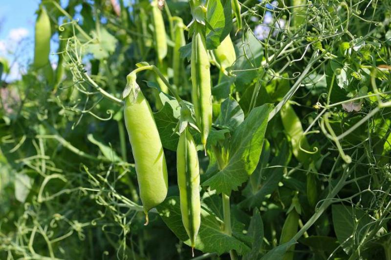 pea