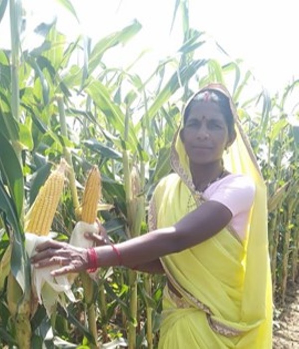 corn