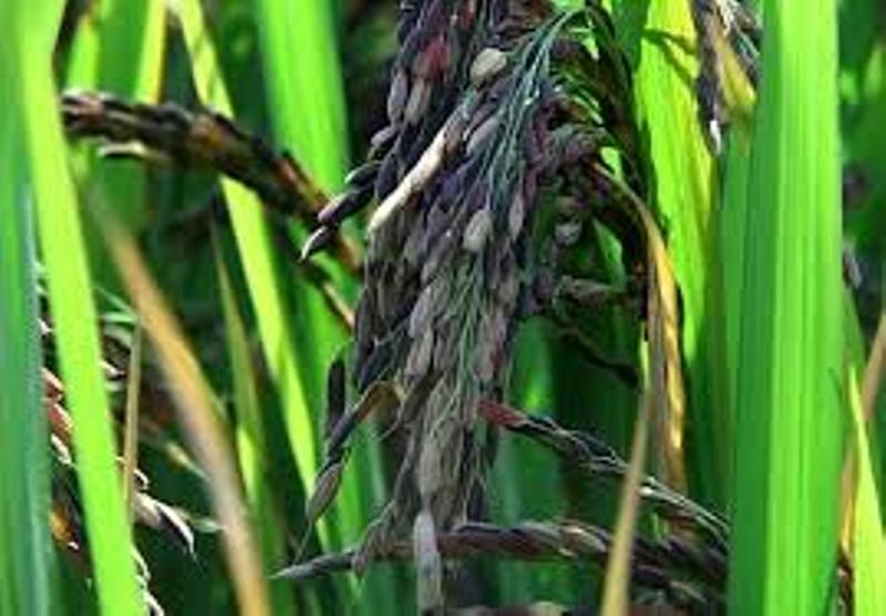 black rice