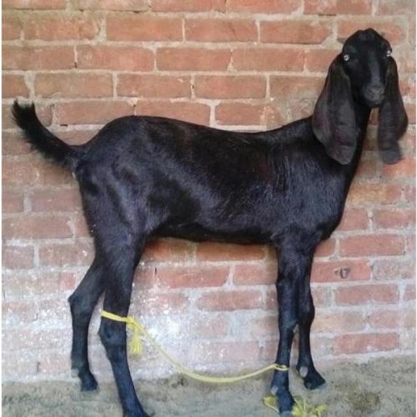 goat