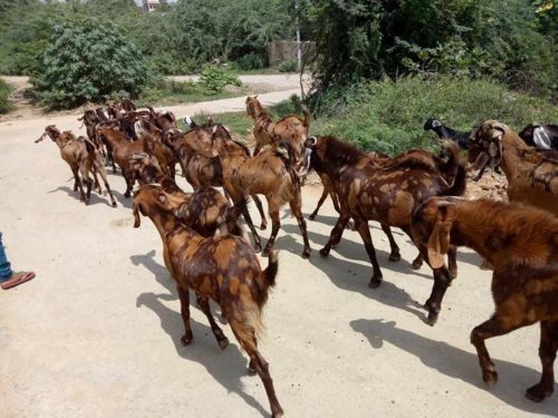 sirohi goat