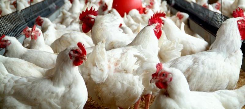 hen