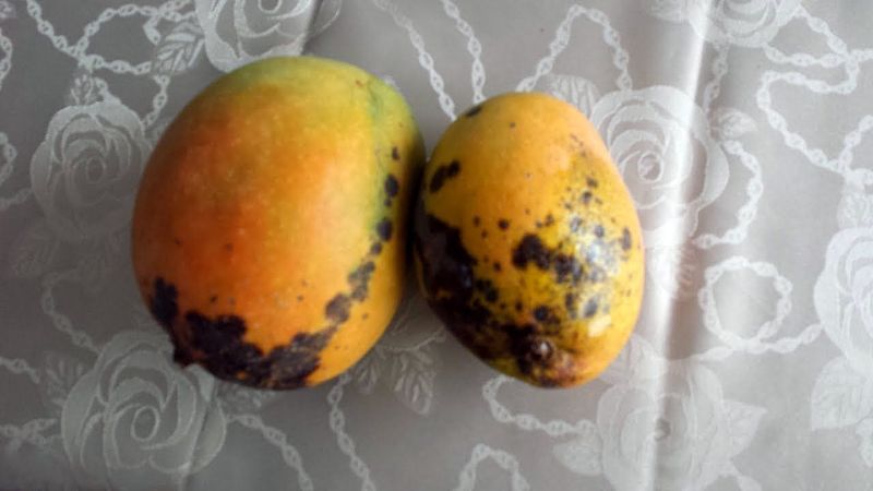mango