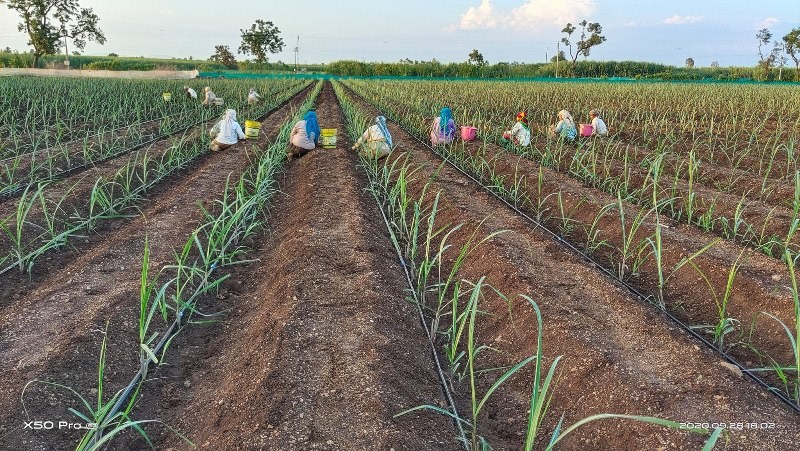 khet