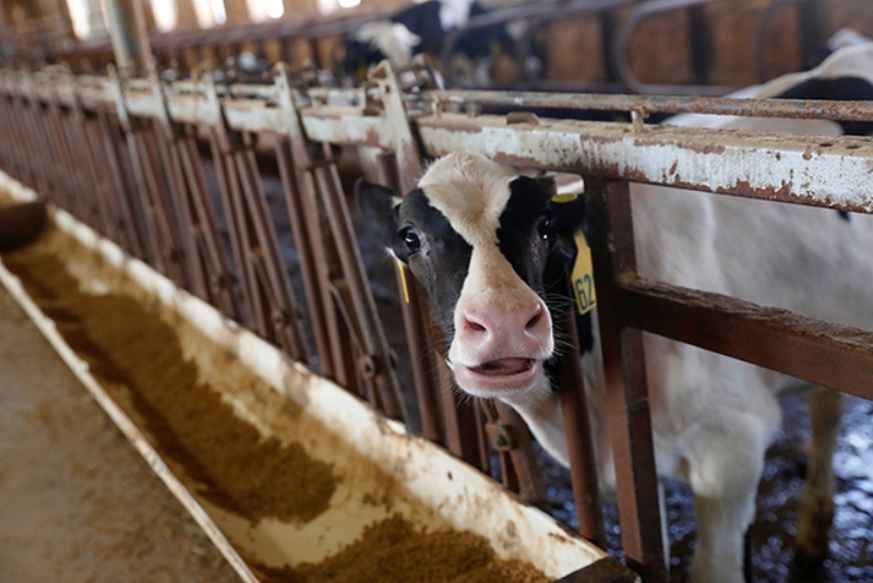dairy form