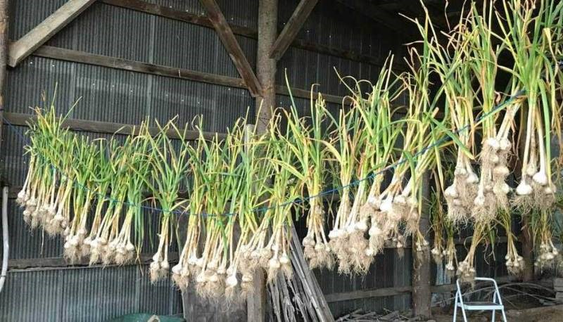 garlic