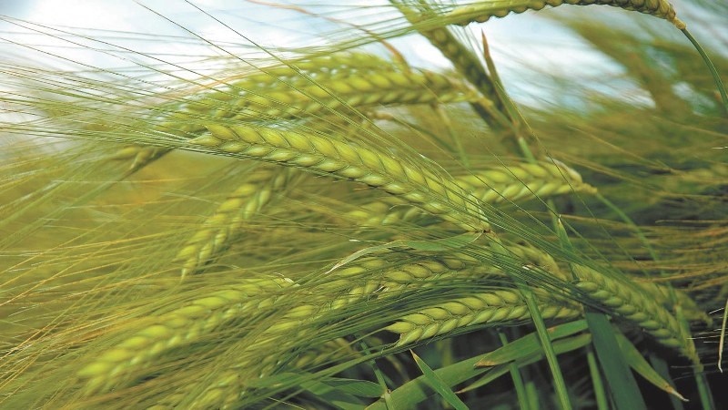 wheat