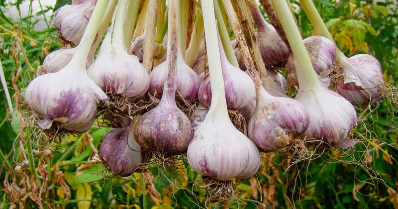 garlic