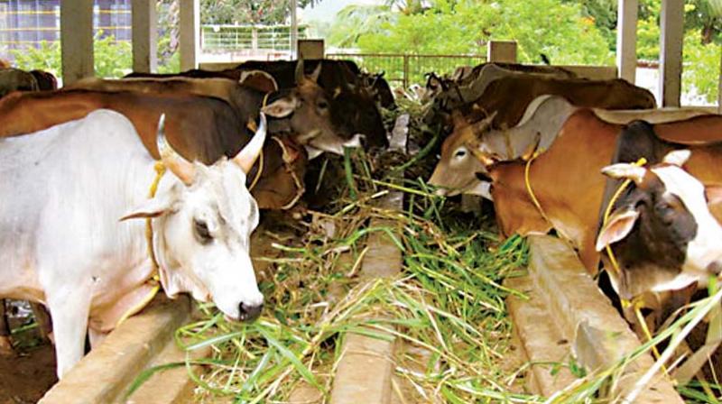 dairy