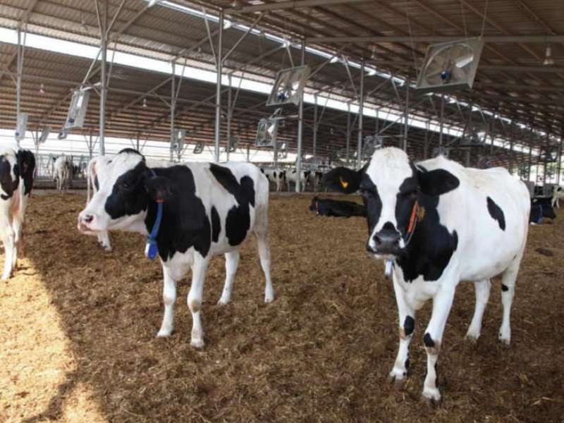 cow