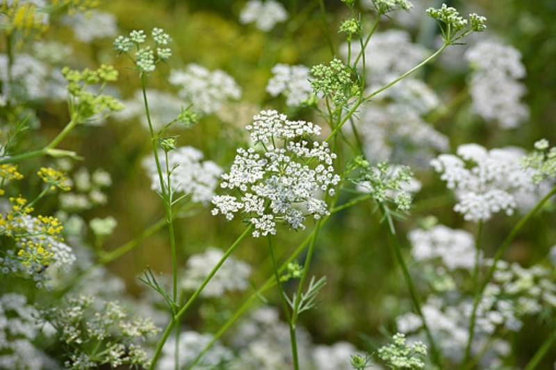 cumin