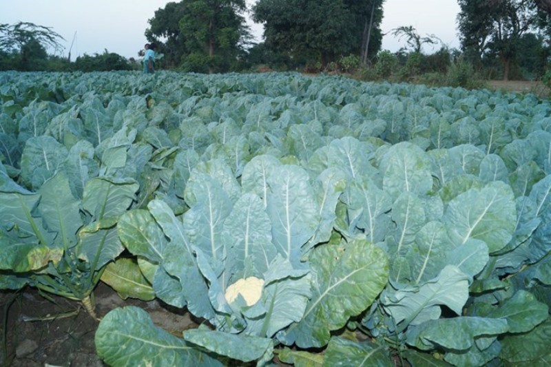 cauliflower