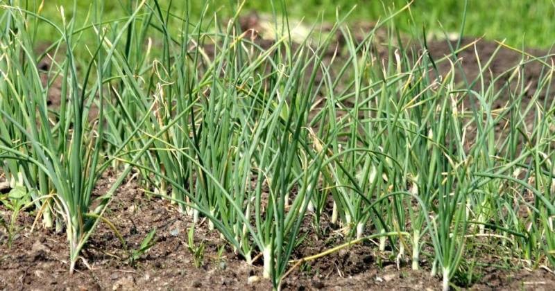 Garlic