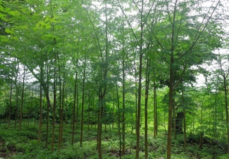 moringa