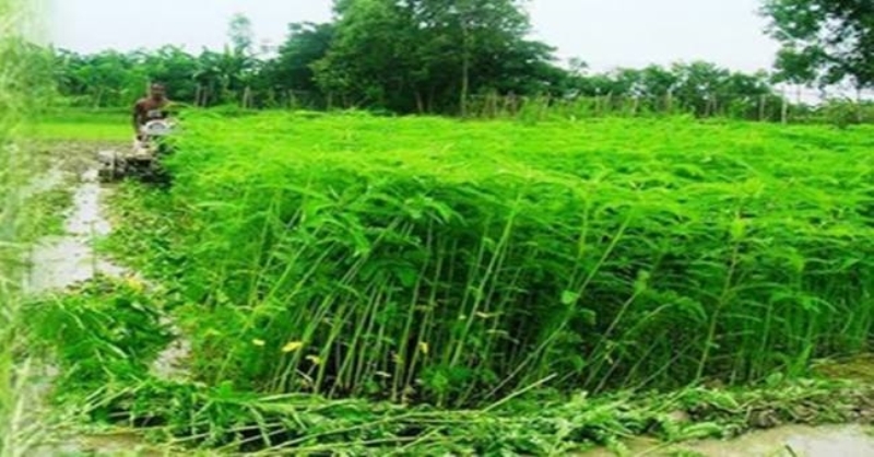farming