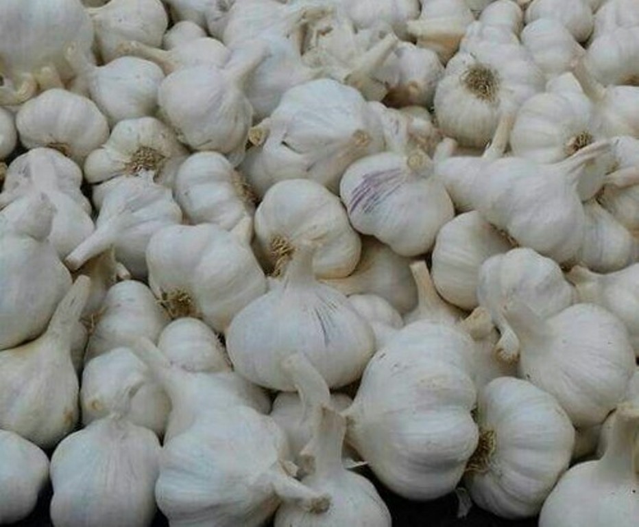 Garlic