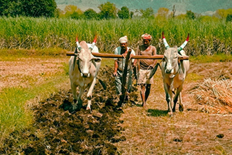 kisan