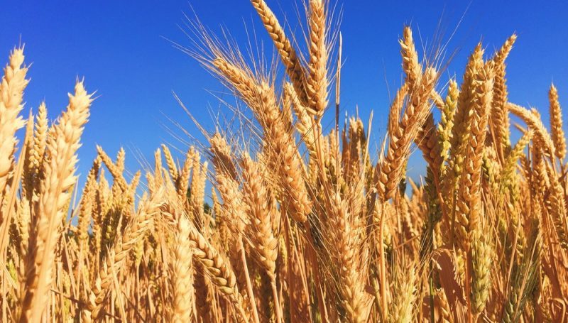 wheat