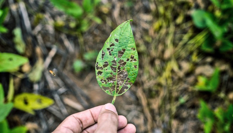 plant