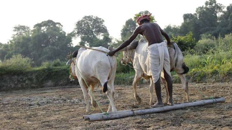 farmer