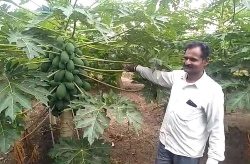 farmer