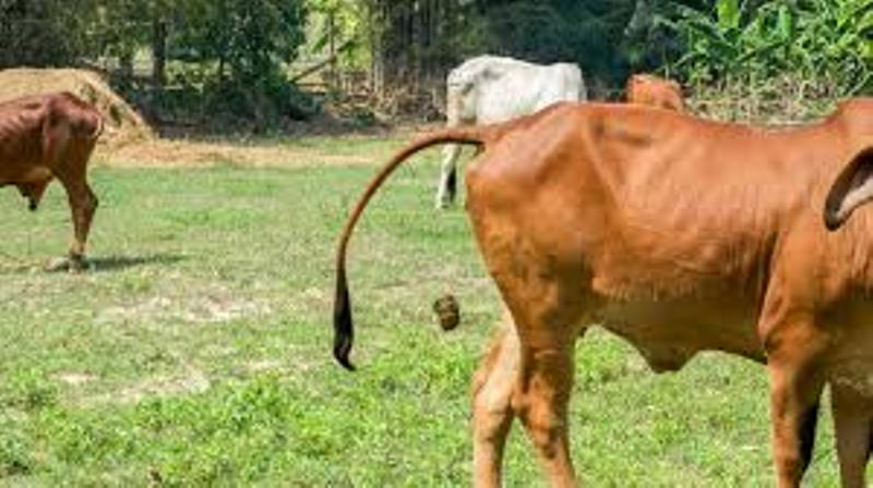 cow