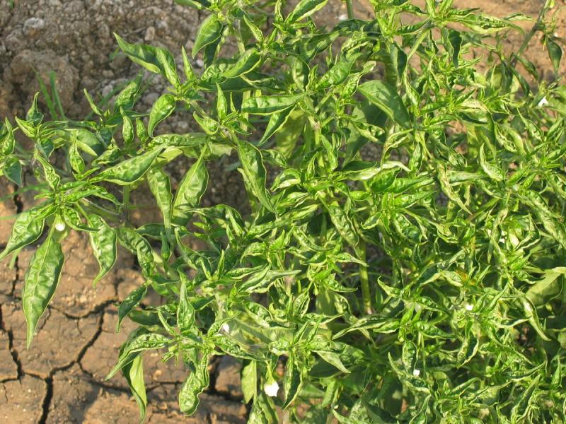 chilli