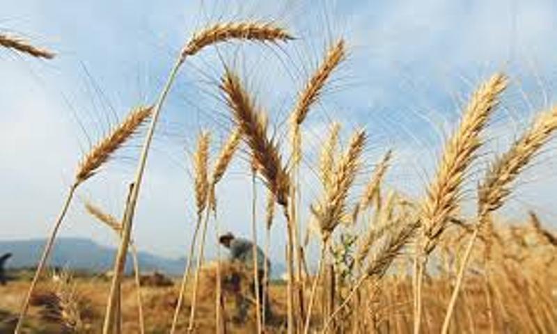 Wheat