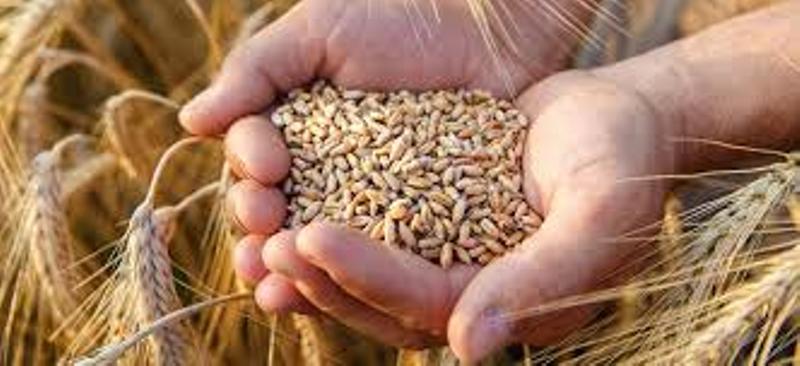 wheat