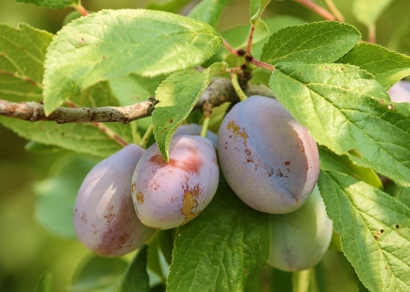 ber