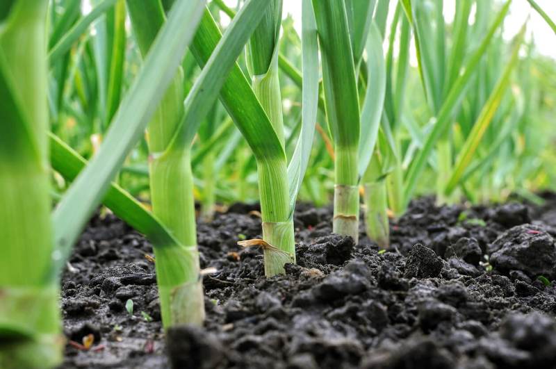 Garlic