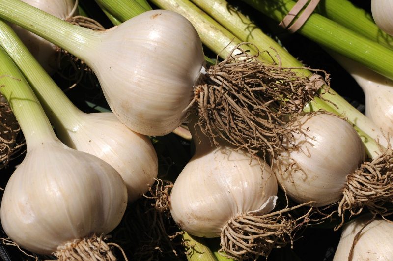 Garlic