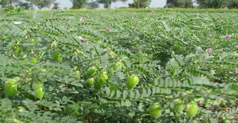 chana