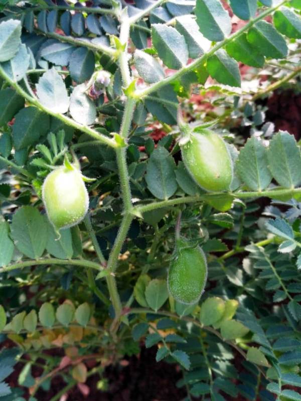 chana