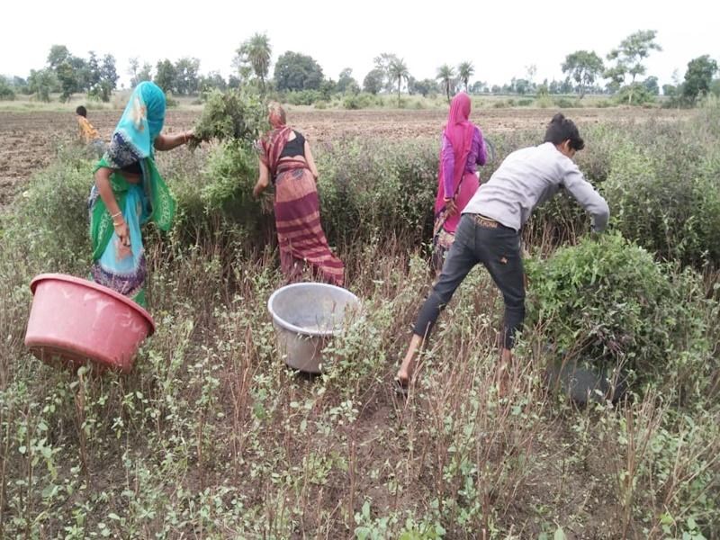 tulsi